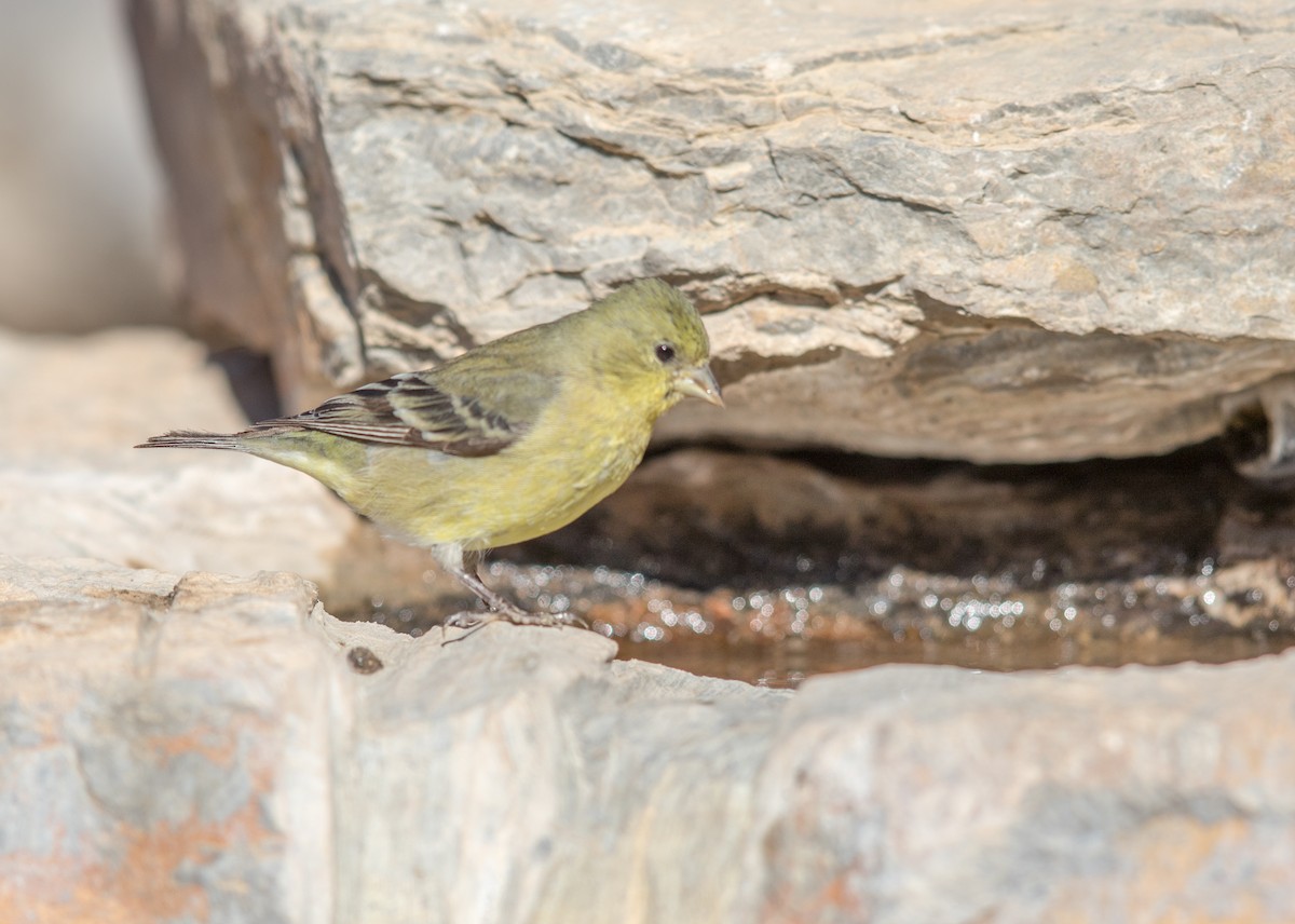 Lesser Goldfinch - ML193750141