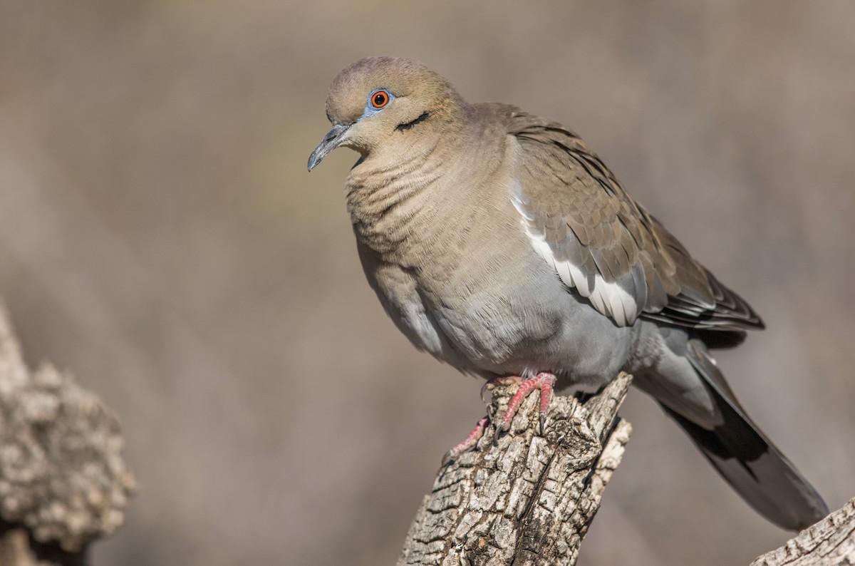 White-winged Dove - ML193750161