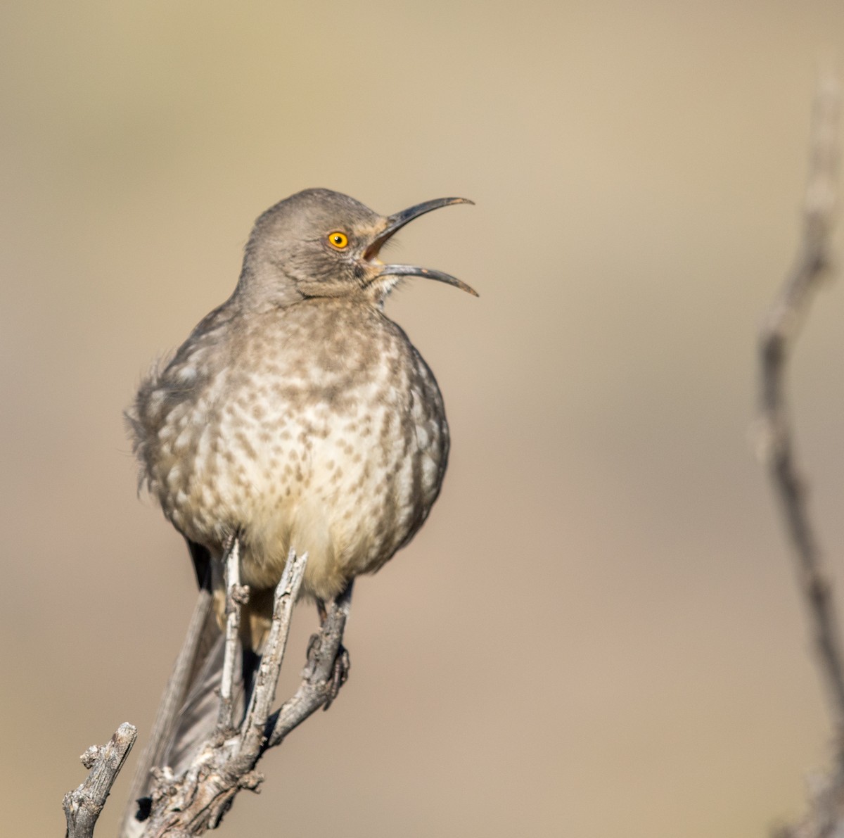 Curve-billed Thrasher - ML193750181