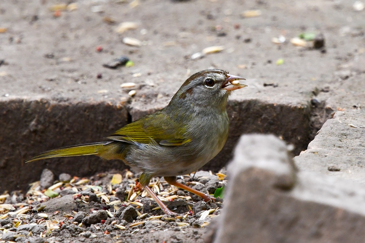 Olive Sparrow - Christine Kozlosky