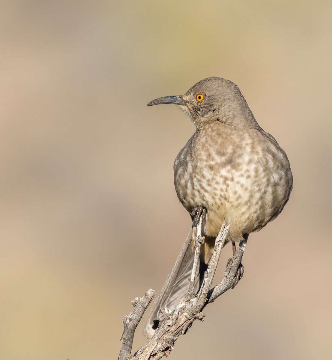 Curve-billed Thrasher - ML193750211