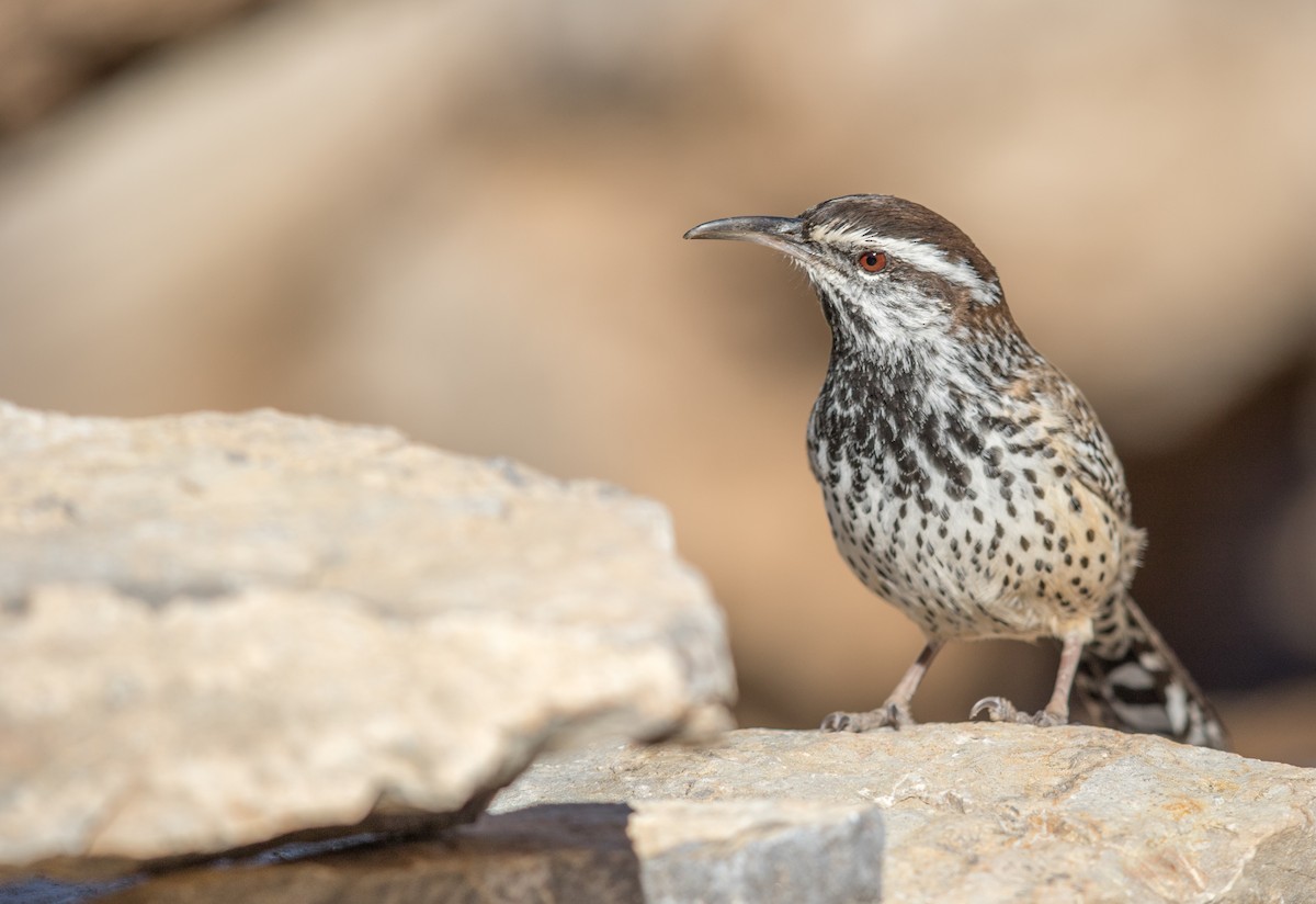 Cactus Wren - ML193750241