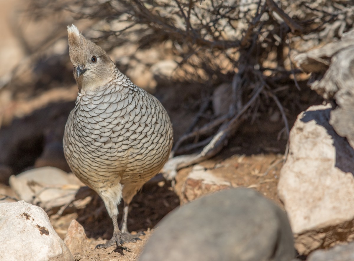 Scaled Quail - ML193750261