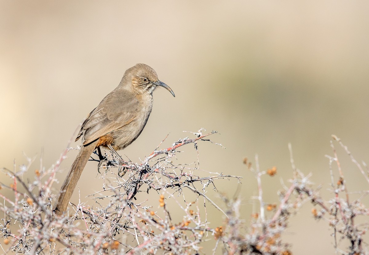 mesquitespottefugl - ML193750411