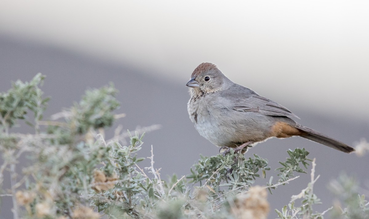 Canyon Towhee - Jeff Timmons