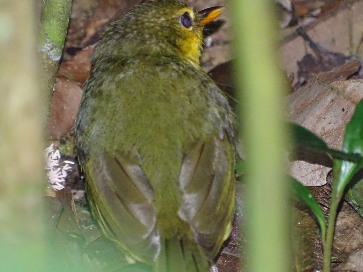 Malagasy Brush-Warbler (Malagasy) - Keith Wickens