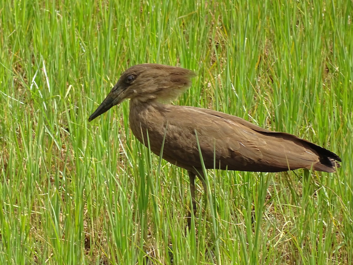 Hamerkop - Keith Wickens