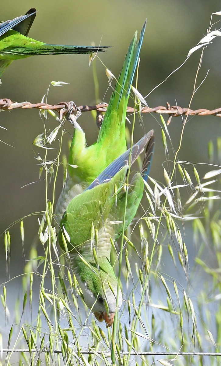 Monk Parakeet - ML193752911