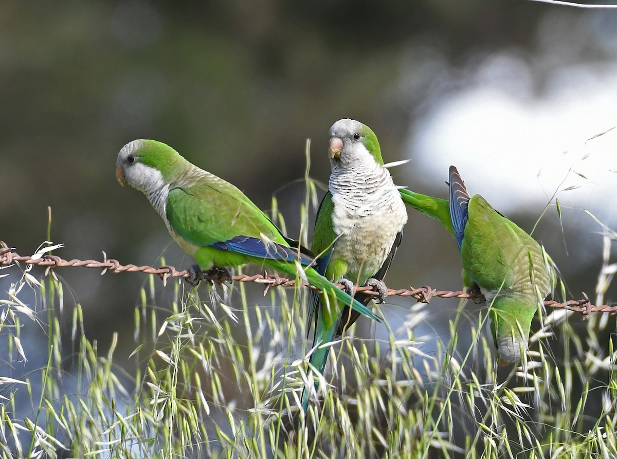 Monk Parakeet - ML193752931