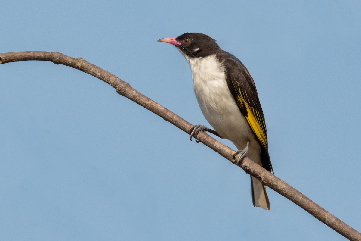 Painted Honeyeater - Paul Heath