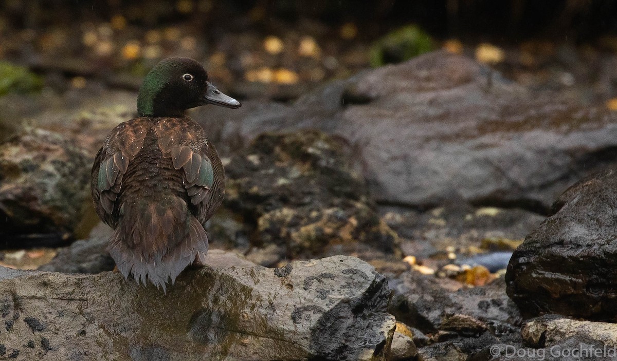 Campbell Islands Teal - Doug Gochfeld