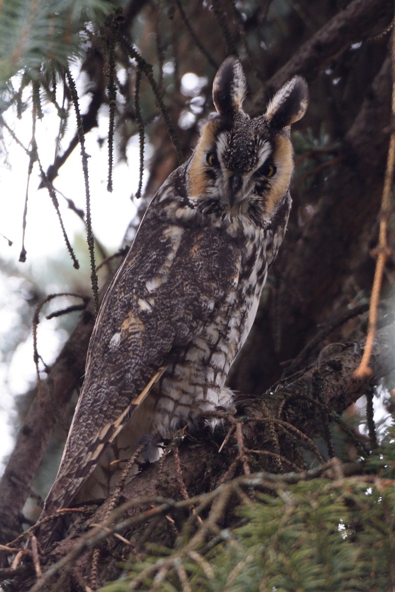 Long-eared Owl - Richard Guillet