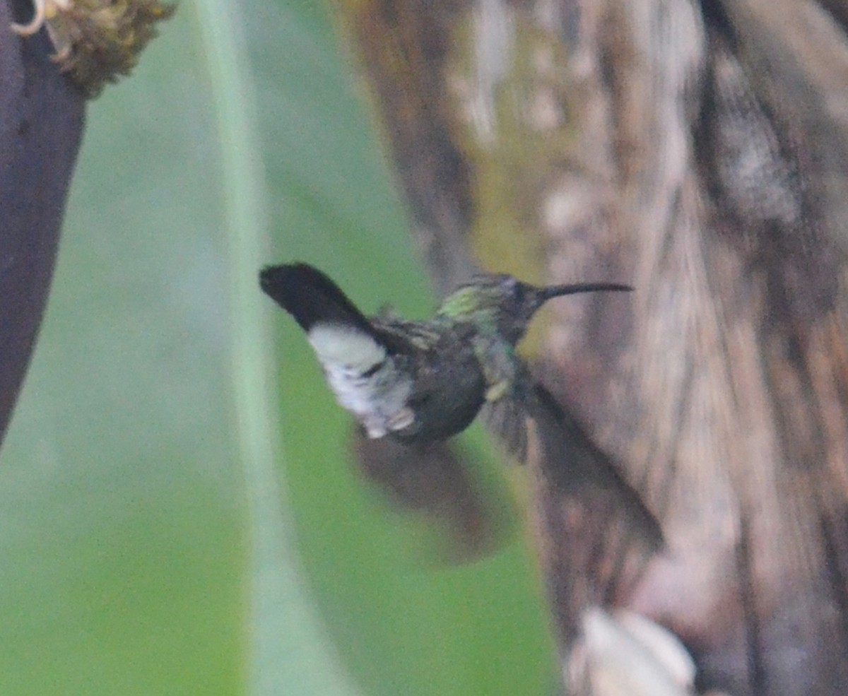 Colibrí de Buffon - ML193757291