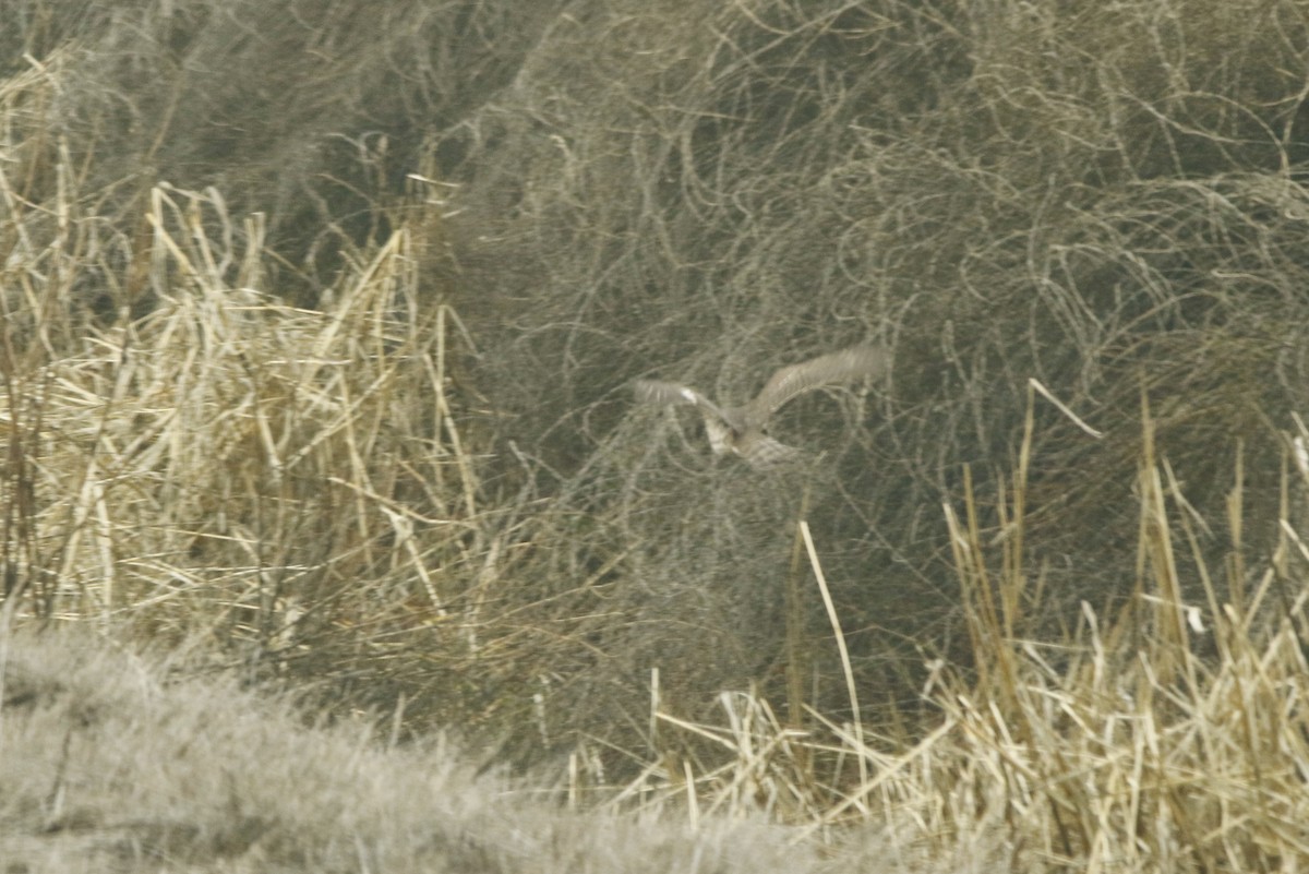 Sharp-shinned Hawk - ML193757791