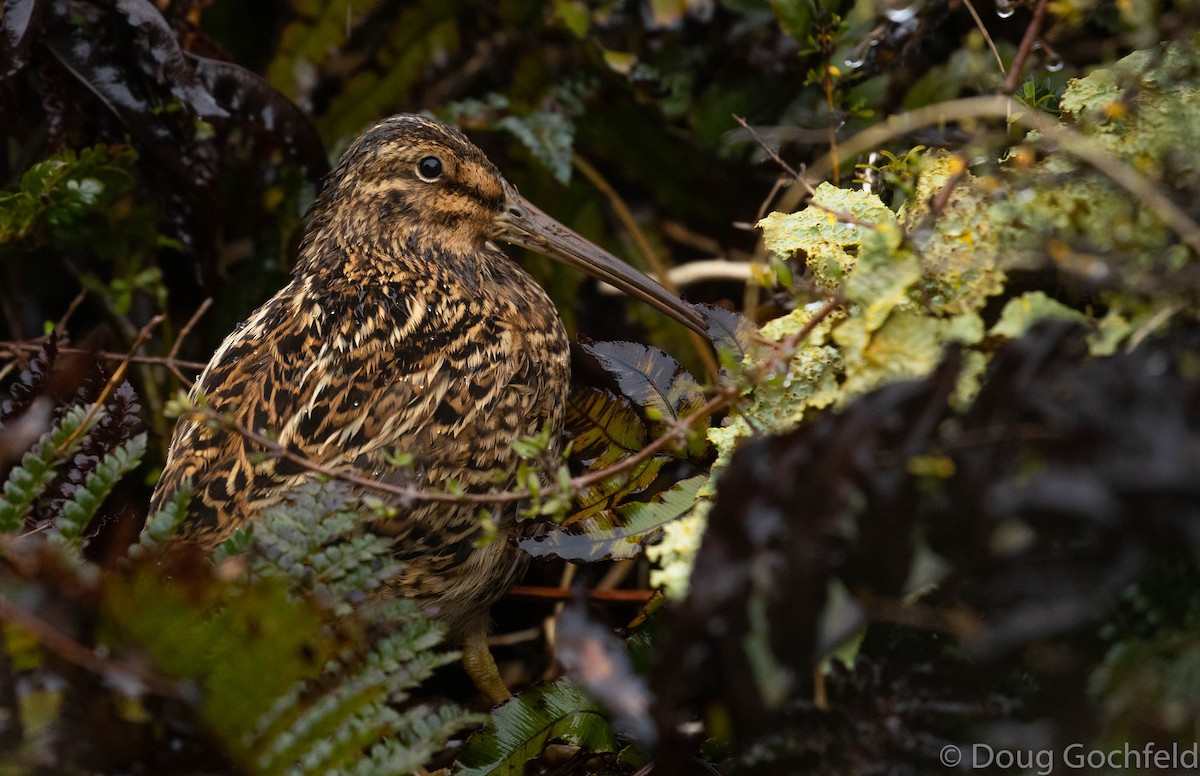 Subantarctic Snipe - ML193759541