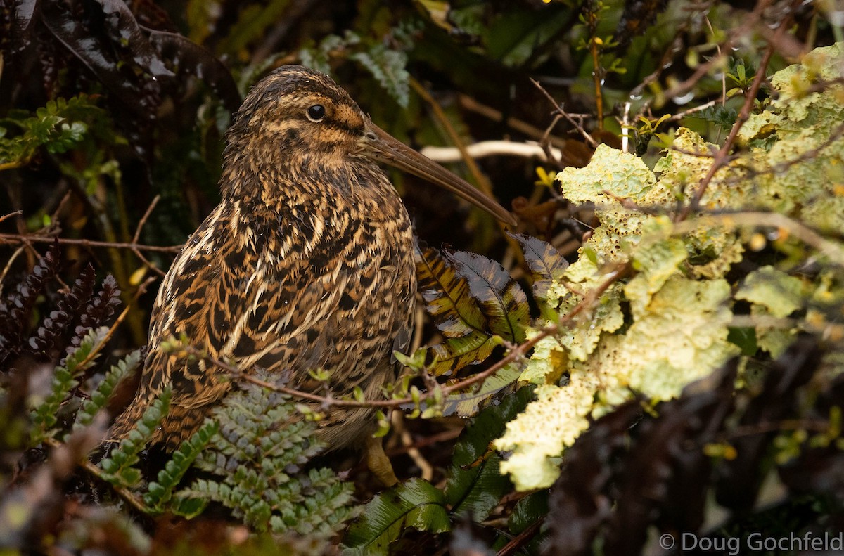 Subantarctic Snipe - ML193759581