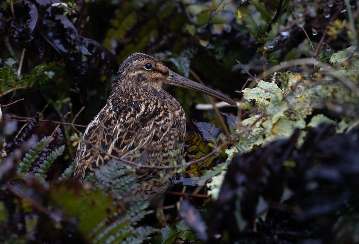 Subantarctic Snipe - ML193759621