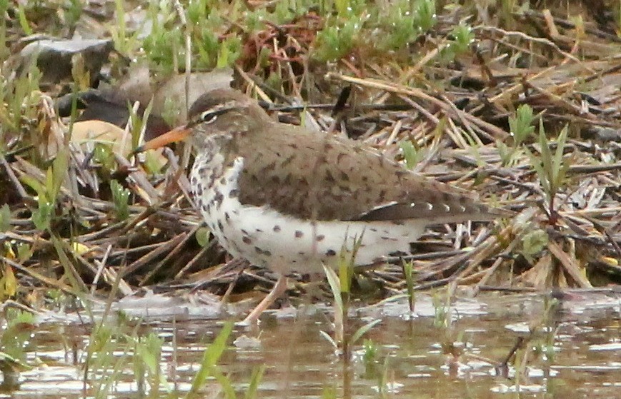 Spotted Sandpiper - ML193760581