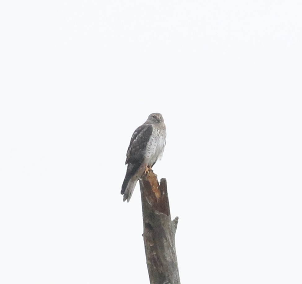 Northern Harrier - ML193761891