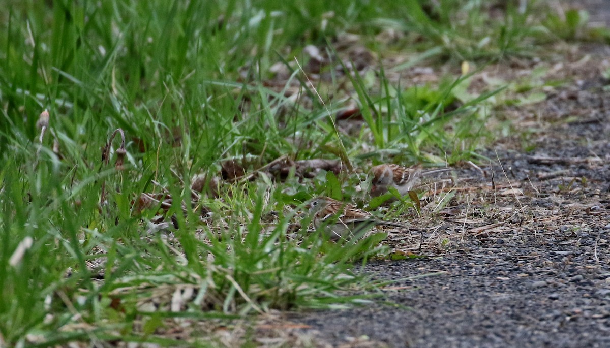 Field Sparrow - ML193763301