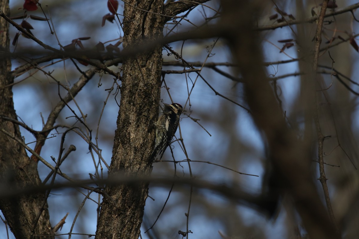 Yellow-bellied Sapsucker - ML193763551