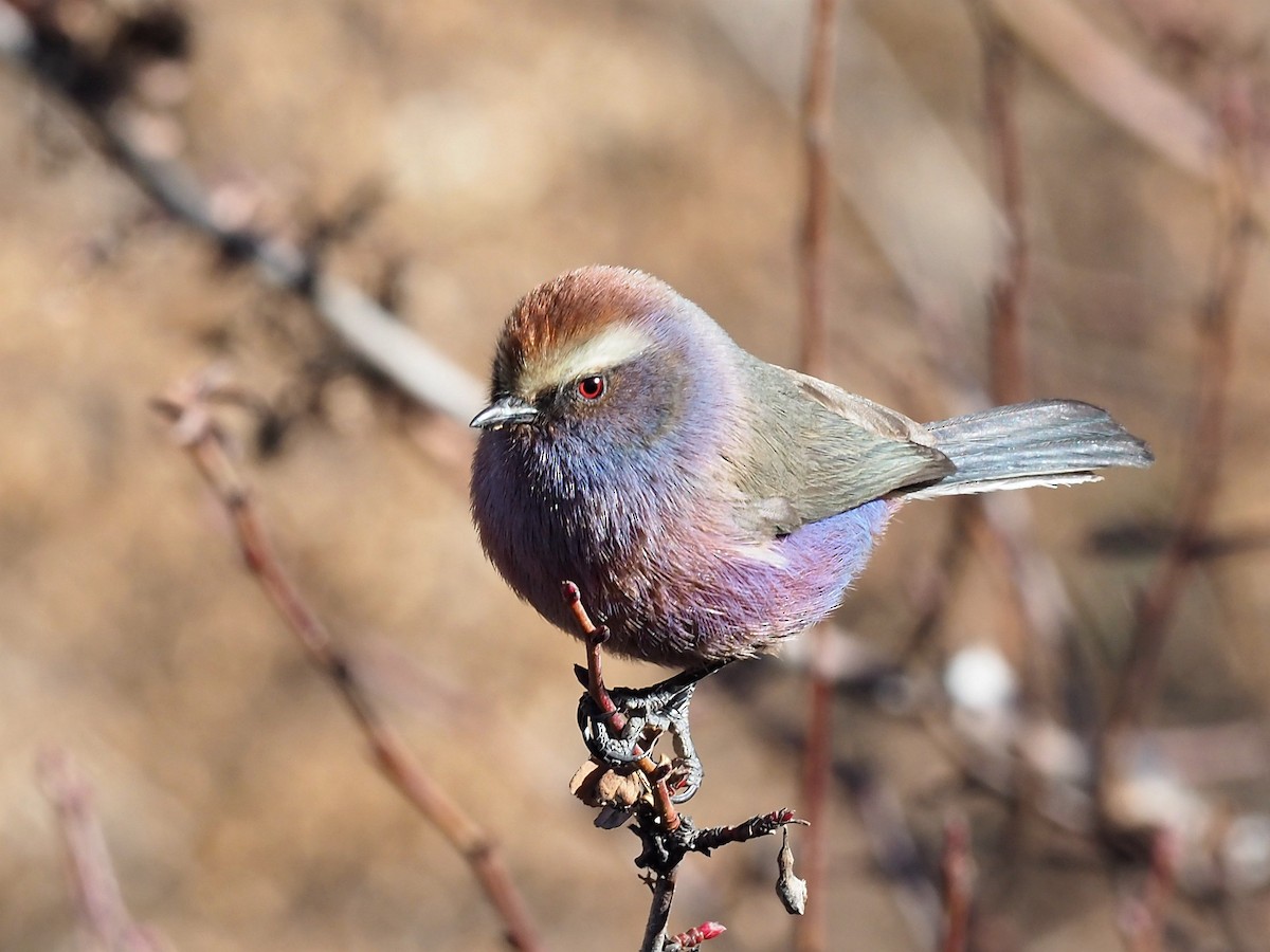 White-browed Tit-Warbler - Shay Alpinebirding