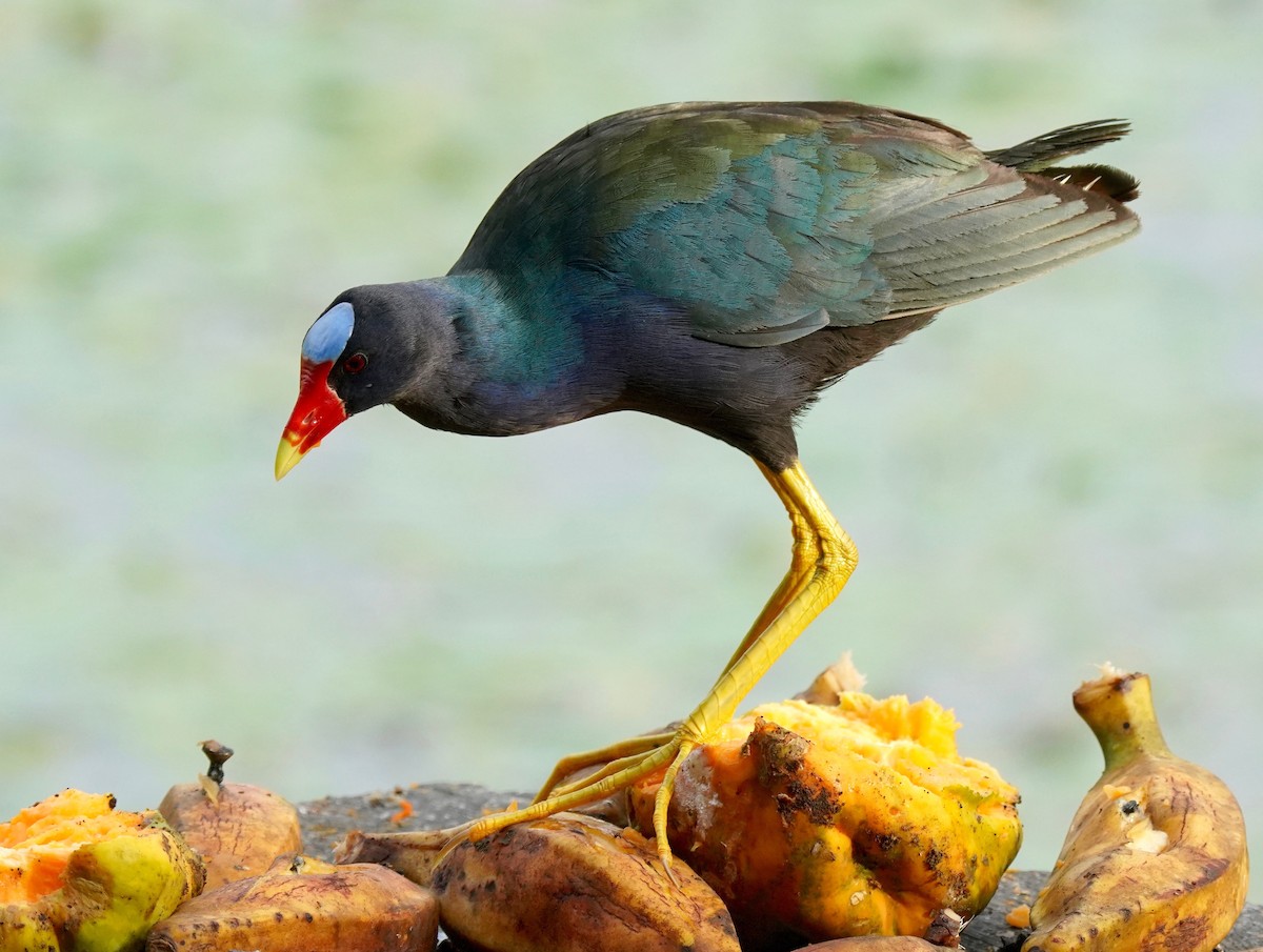 Purple Gallinule - Sibylle Hechtel