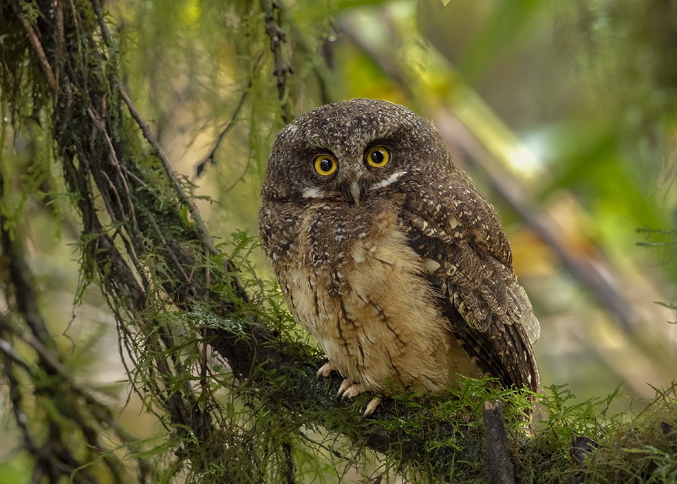 White-throated Screech-Owl - Andres Vasquez Noboa