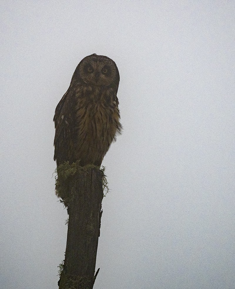 Short-eared Owl - ML193765261