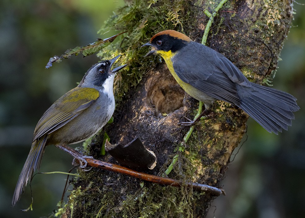 Gray-browed Brushfinch - Andres Vasquez Noboa