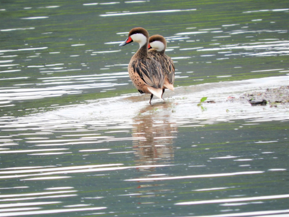 White-cheeked Pintail - Judit  Villa