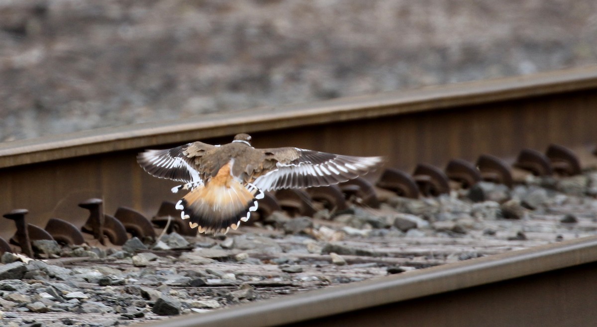 Killdeer - ML193768121