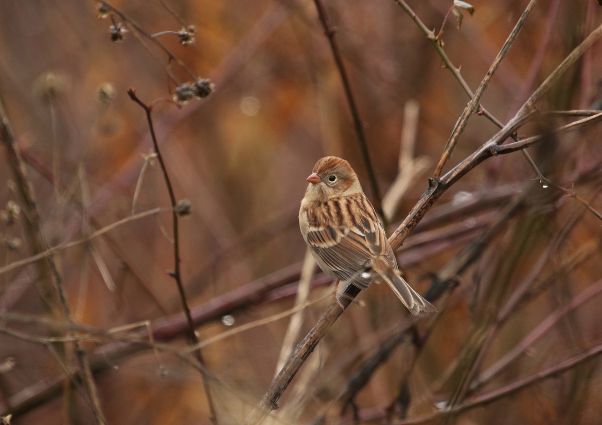 Field Sparrow - Aaron Graham