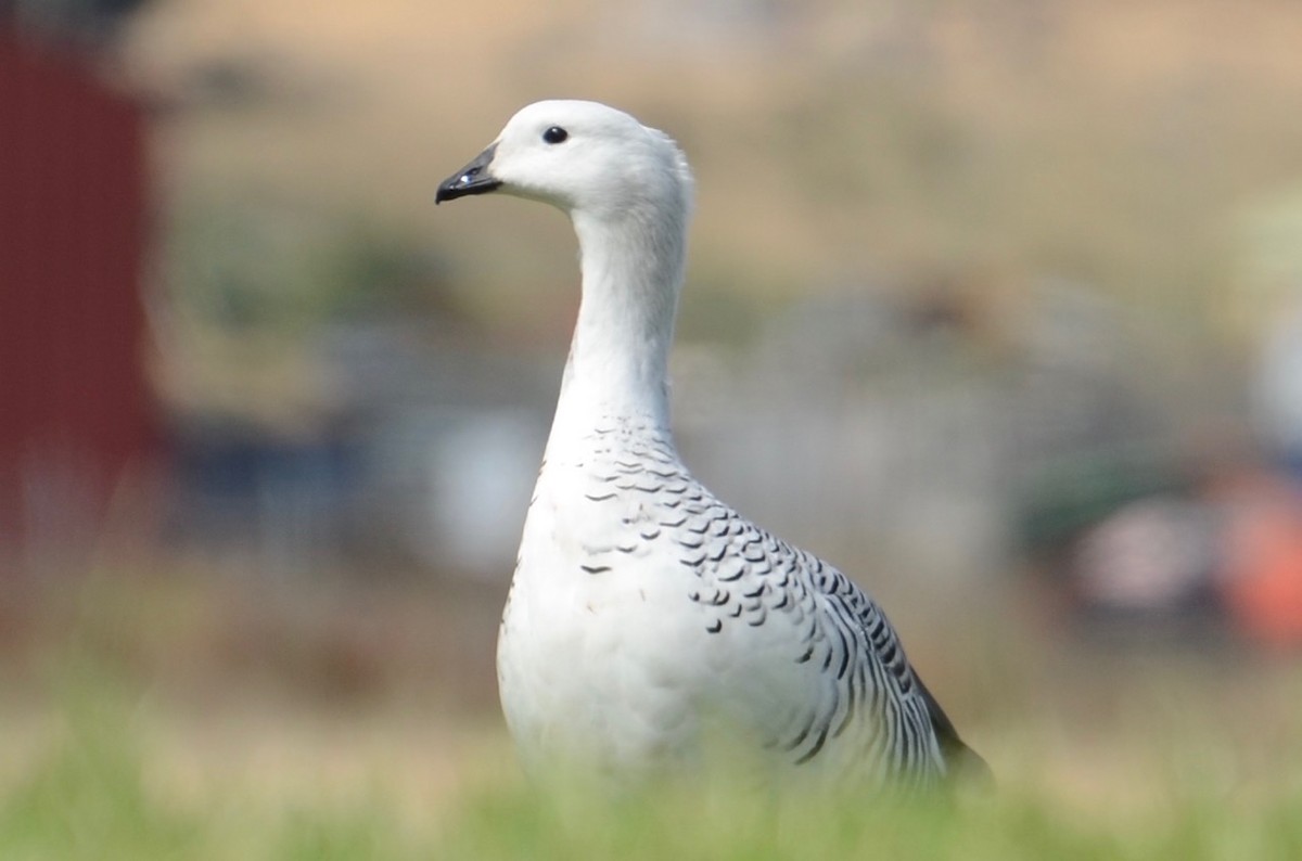 Upland Goose - ML193772131