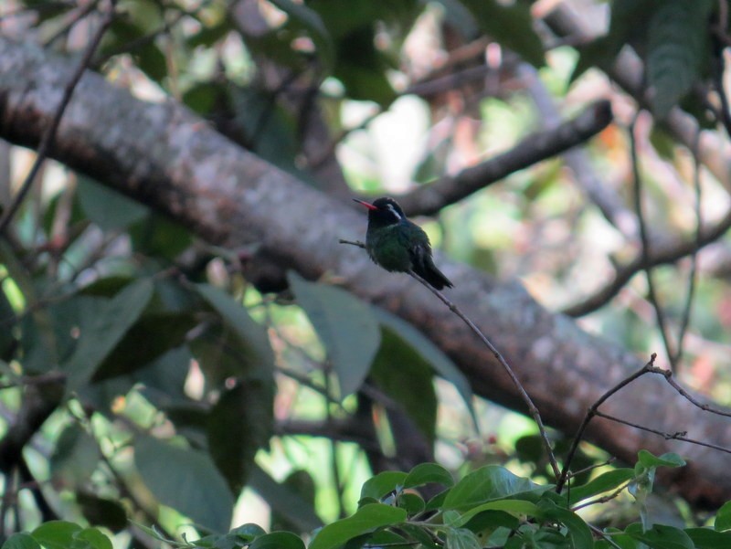 White-eared Hummingbird - Aaron Steed