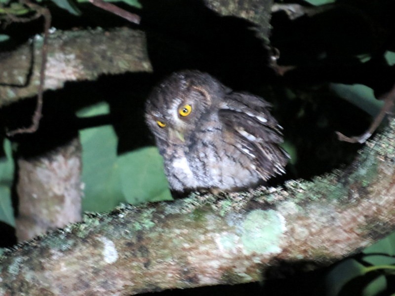 Whiskered Screech-Owl - ML193772341