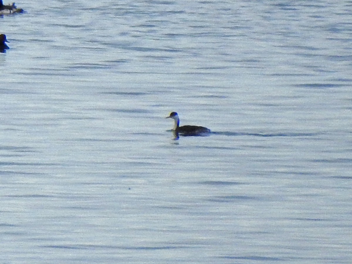 Western Grebe - ML193772361