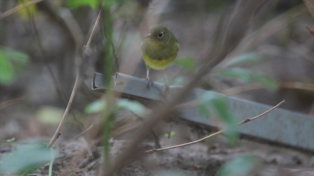 Connecticut Warbler - ML193772681