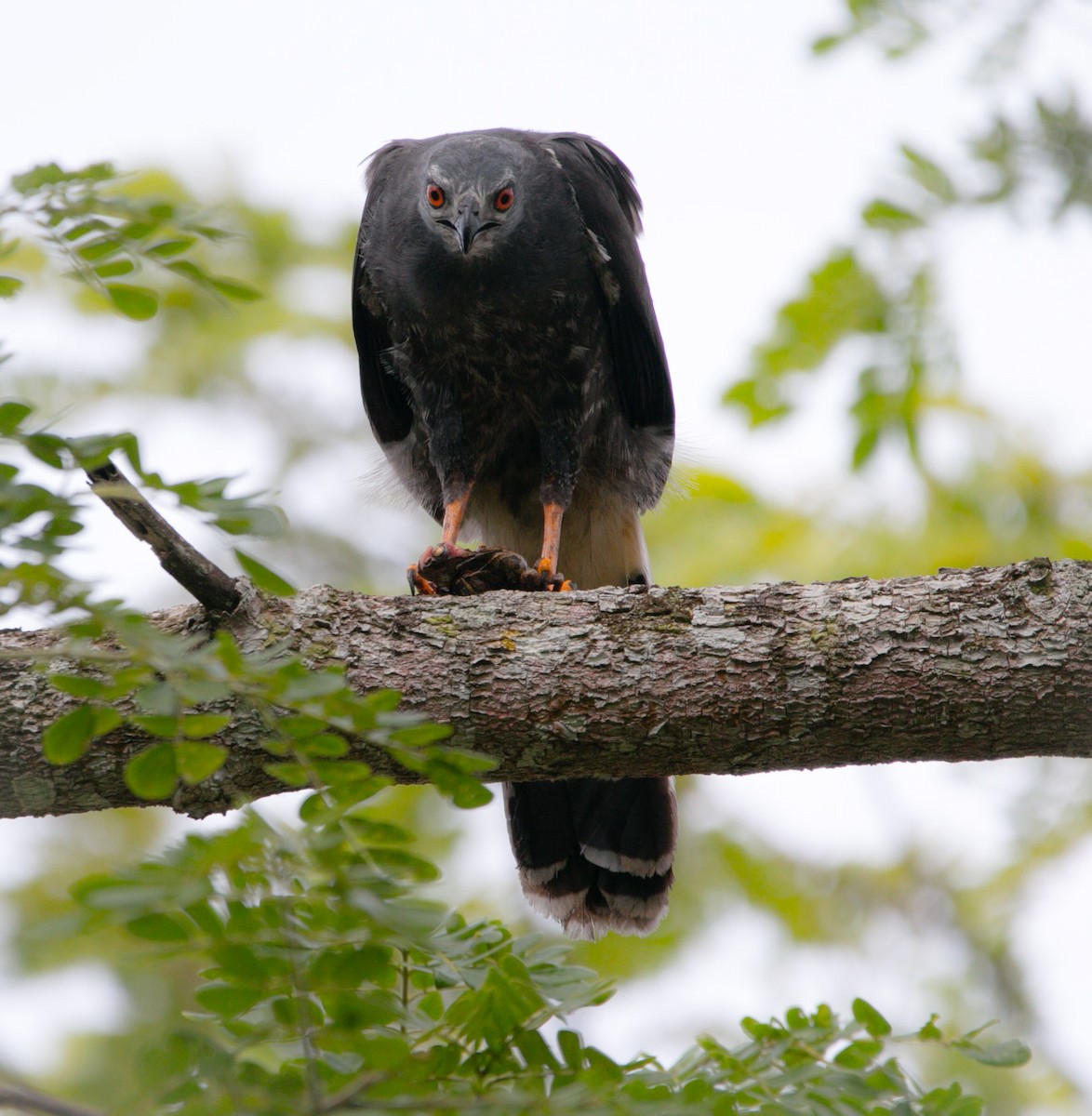 Crane Hawk - ML193773671