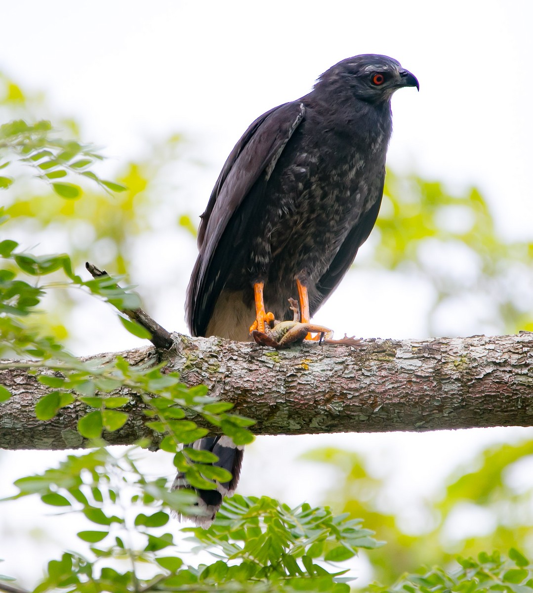 Crane Hawk - ML193773761