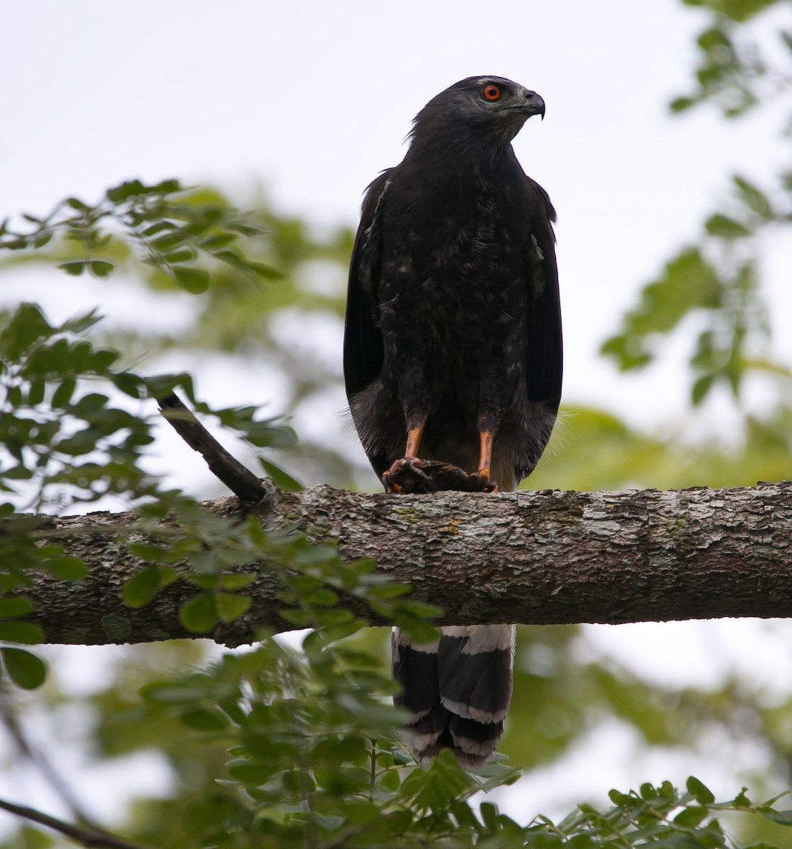 Crane Hawk - ML193773841