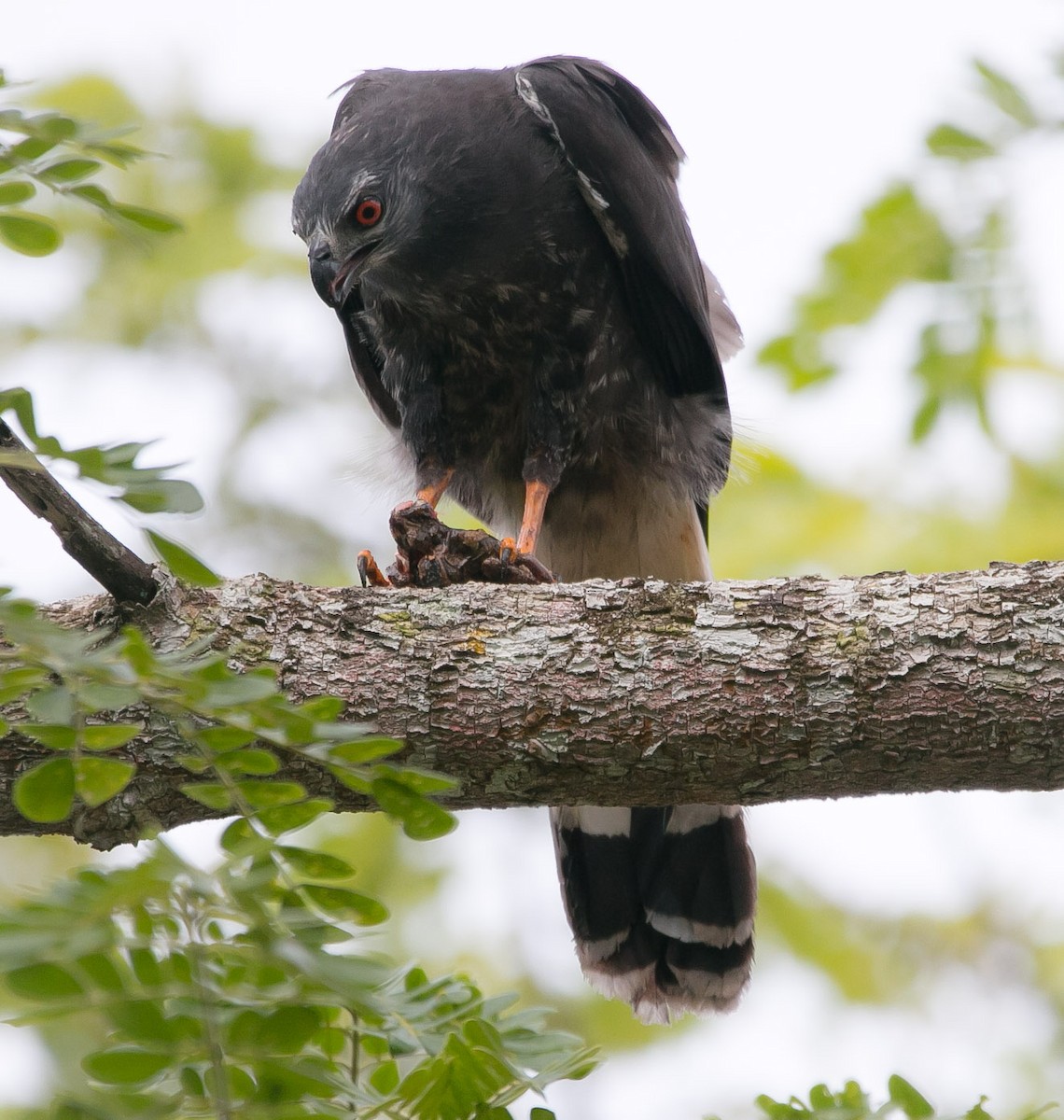 Crane Hawk - ML193773861