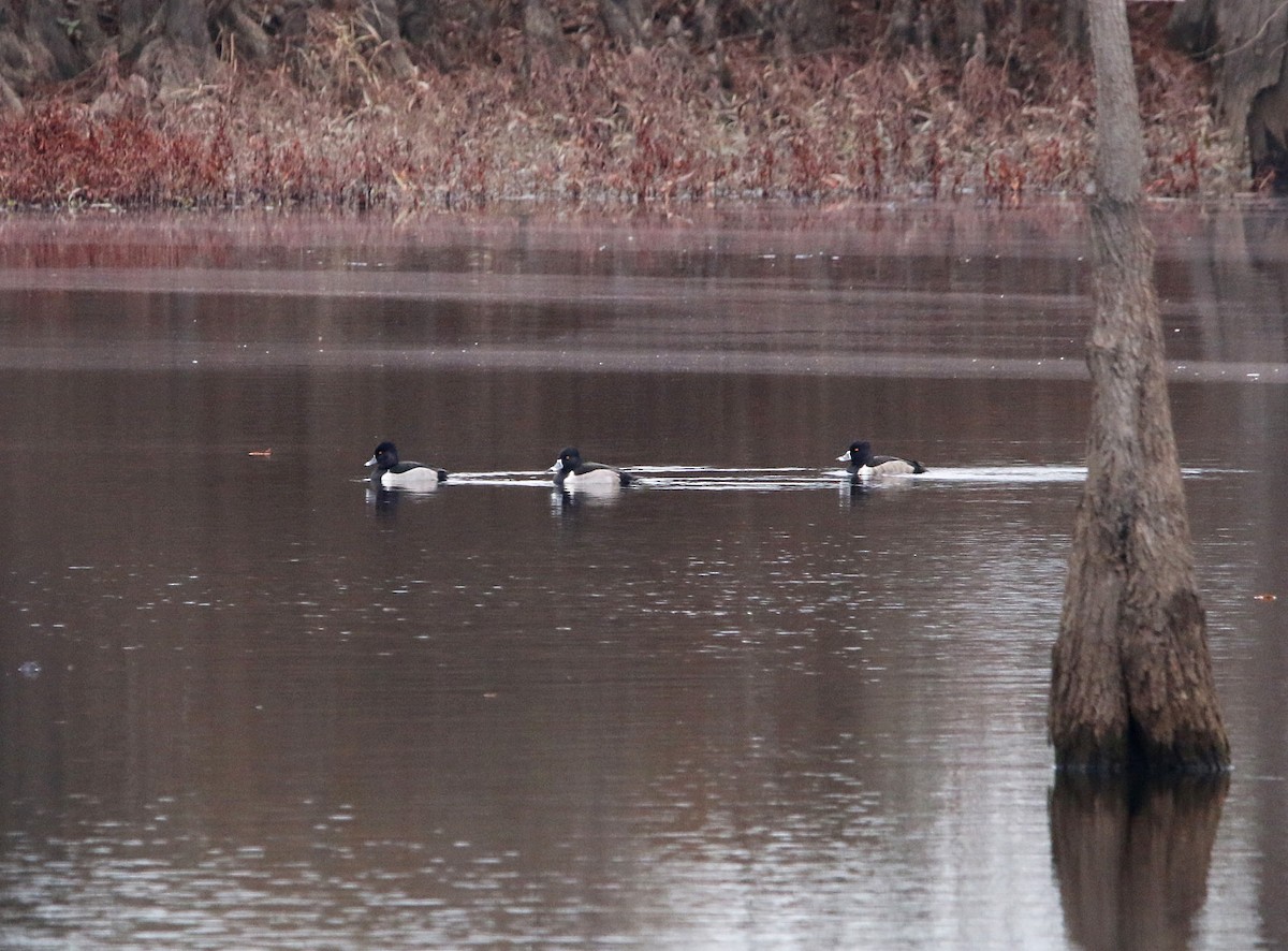 Ring-necked Duck - ML193774251