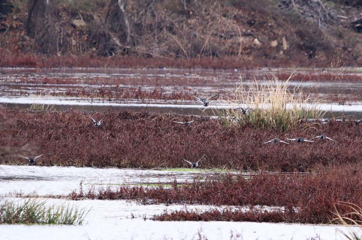 Gadwall - ML193774301