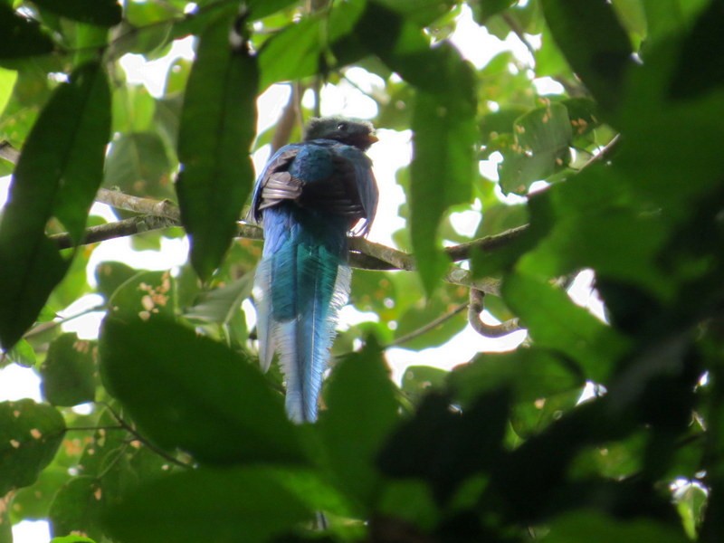 Quetzal Guatemalteco (mocinno) - ML193775251