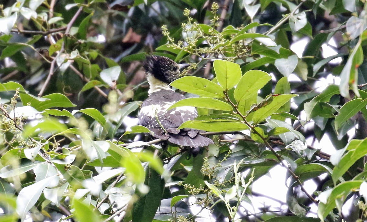 Black-and-buff Woodpecker - Mark  Hogarth