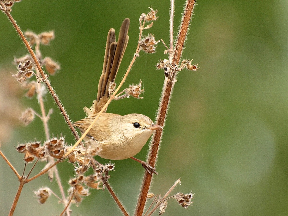 Red-backed Fairywren - David  Mules