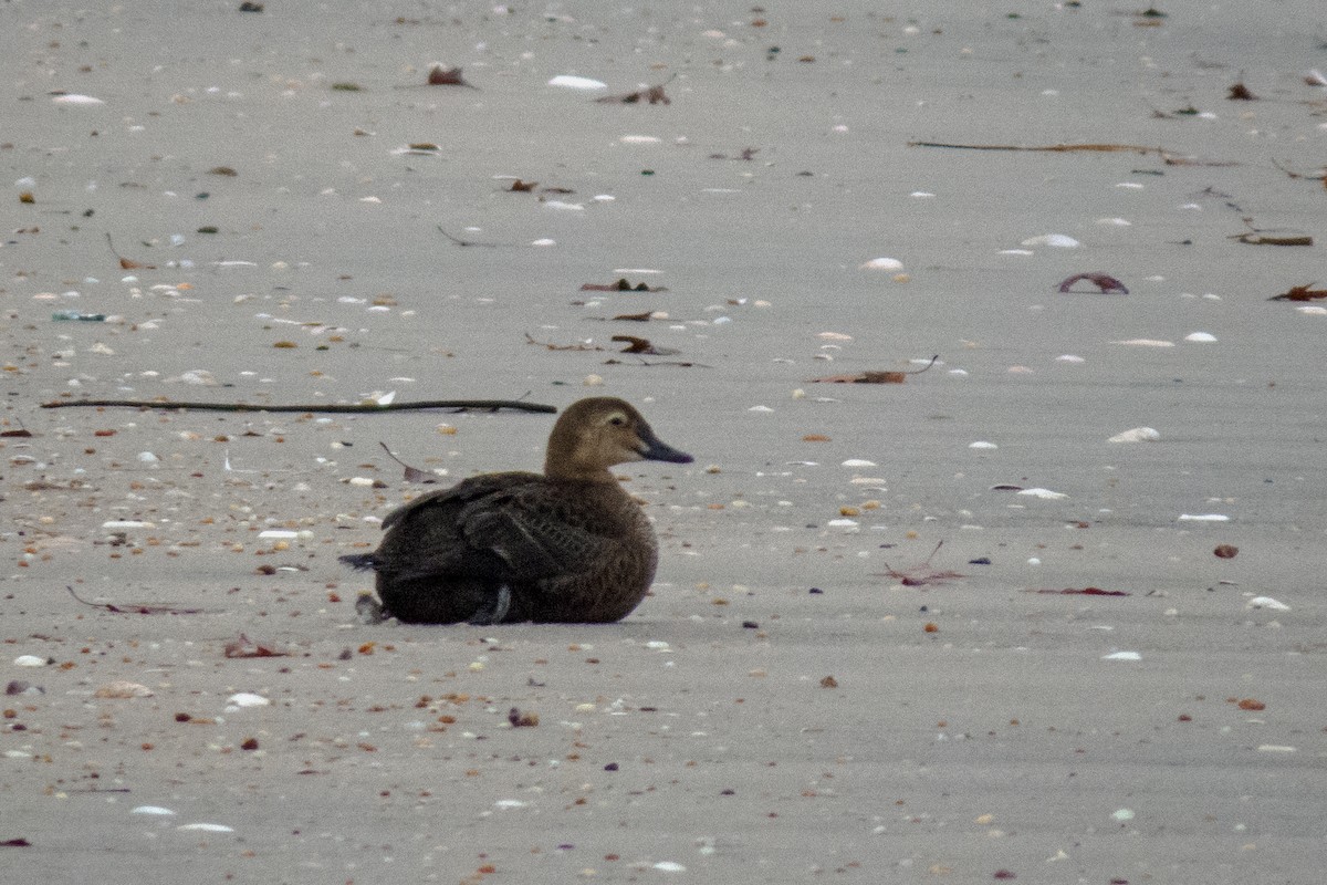 King Eider - ML193778701