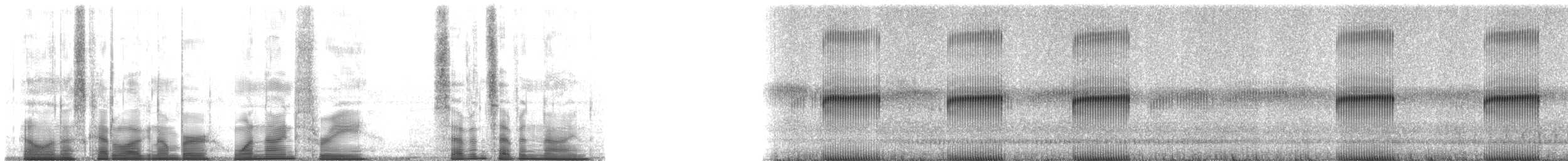 Painted Tree Frog - ML193779