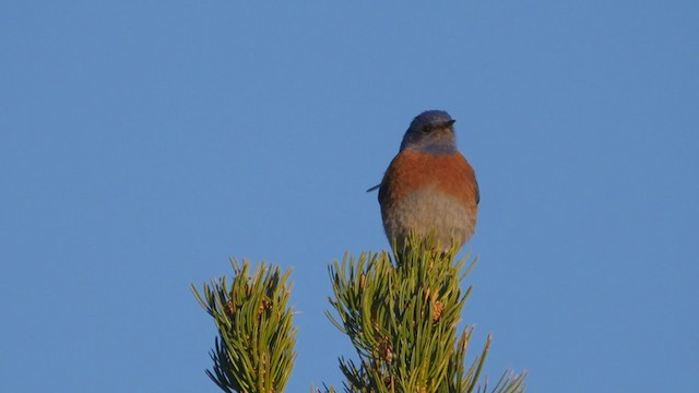 Western Bluebird - ML193779431